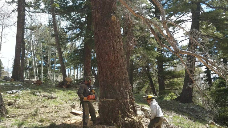 Hazard Tree Removal